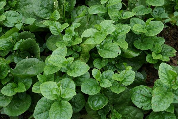 潺菜怎么種（什么時候種） 潺菜種植方法與注意事項