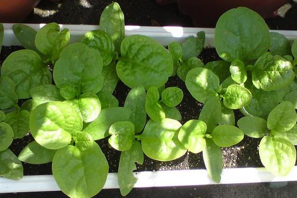 潺菜怎么種（什么時候種） 潺菜種植方法與注意事項