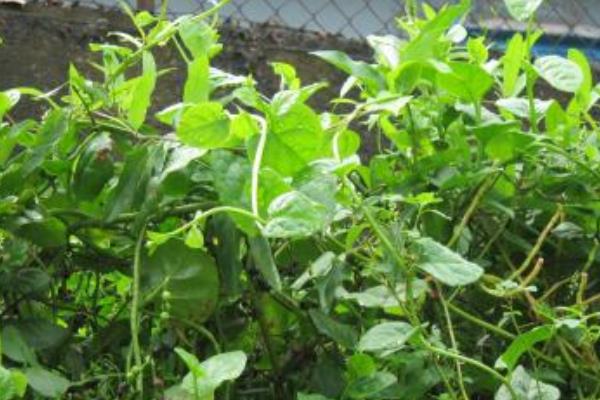 潺菜怎么種（什么時候種） 潺菜種植方法與注意事項