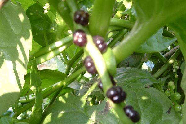 潺菜怎么種（什么時候種） 潺菜種植方法與注意事項