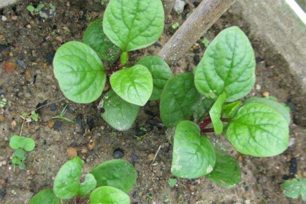 潺菜怎么種（什么時候種） 潺菜種植方法與注意事項
