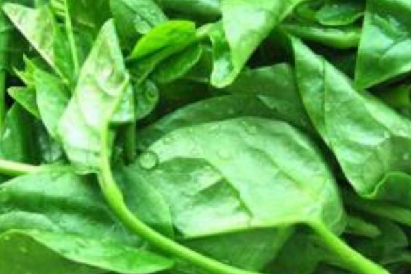 潺菜怎么種（什么時候種） 潺菜種植方法與注意事項