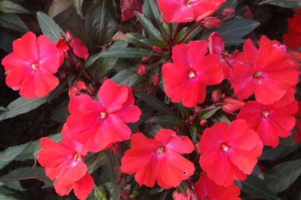 非洲鳳仙怎么澆水(多久澆一次) 非洲鳳仙的養殖方法