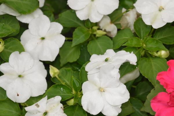 非洲鳳仙怎么澆水(多久澆一次) 非洲鳳仙的養殖方法