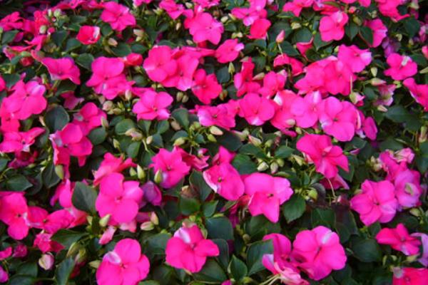 非洲鳳仙怎么澆水(多久澆一次) 非洲鳳仙的養殖方法