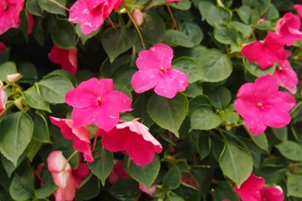 非洲鳳仙怎么澆水(多久澆一次) 非洲鳳仙的養殖方法