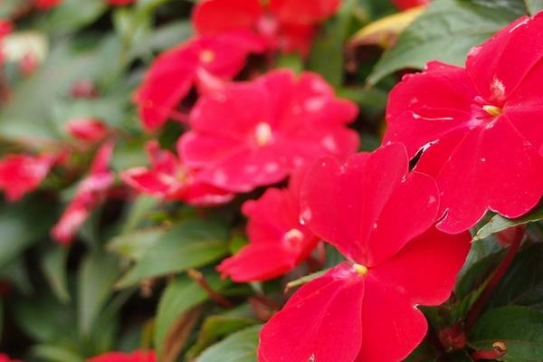 非洲鳳仙怎么澆水(多久澆一次) 非洲鳳仙的養殖方法