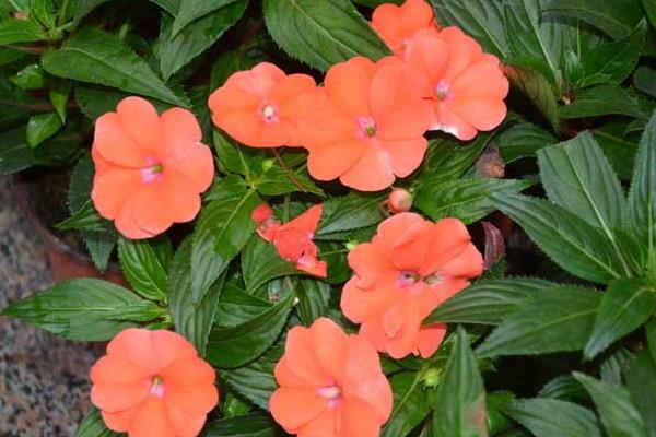 非洲鳳仙怎么澆水(多久澆一次) 非洲鳳仙的養殖方法