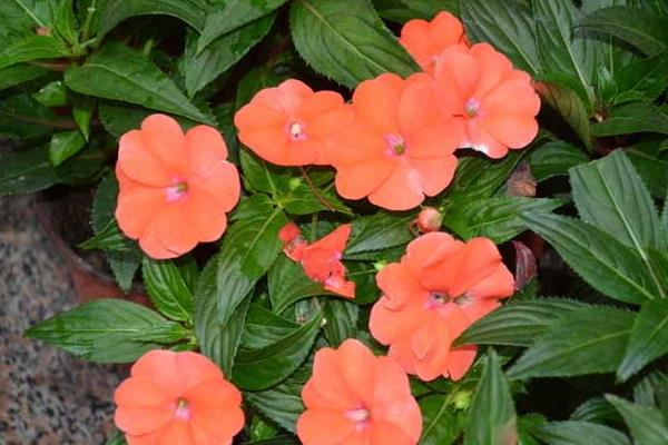 非洲鳳仙什么時候開花 非洲鳳仙花期是幾月