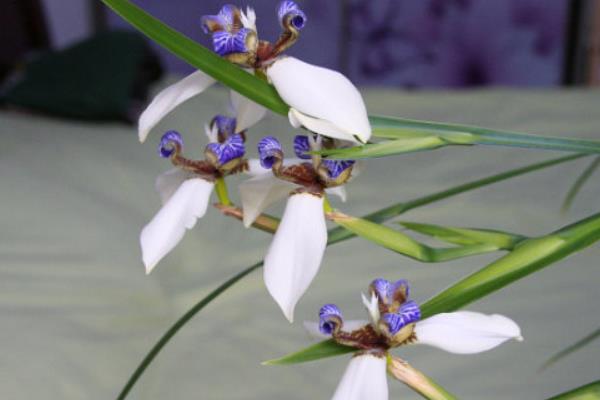 巴西鳶尾蘭圖片大全 巴西鳶尾蘭花語及寓意