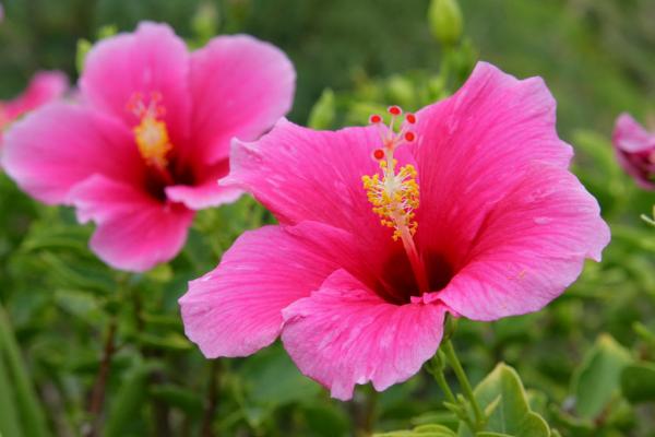 木槿和扶桑的區別是什么 木槿花的栽培技術