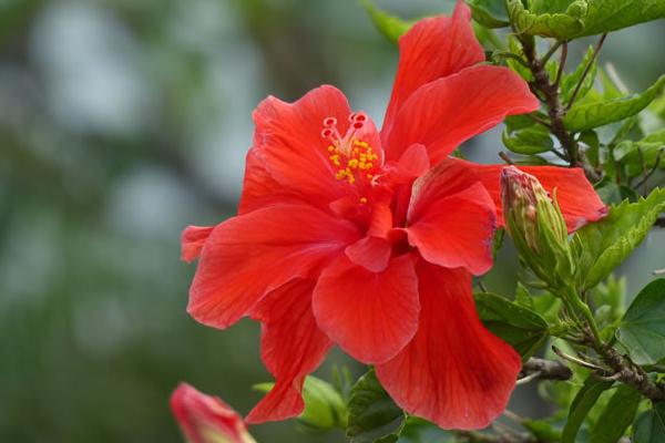 木槿和扶桑的區別是什么 木槿花的栽培技術