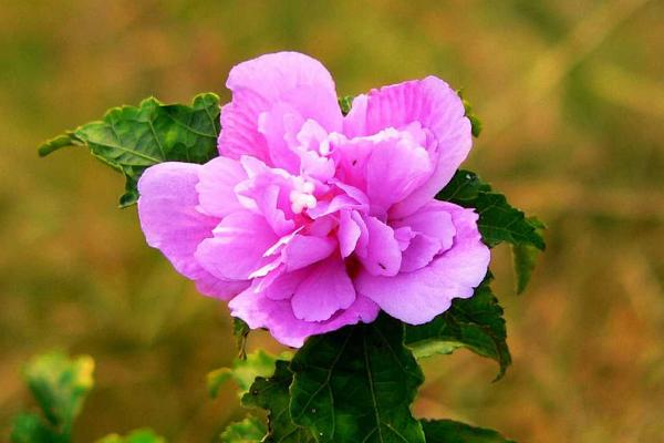 木槿和扶桑的區別是什么 木槿花的栽培技術