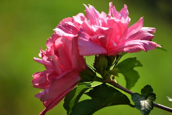 木槿和扶桑的區別是什么 木槿花的栽培技術