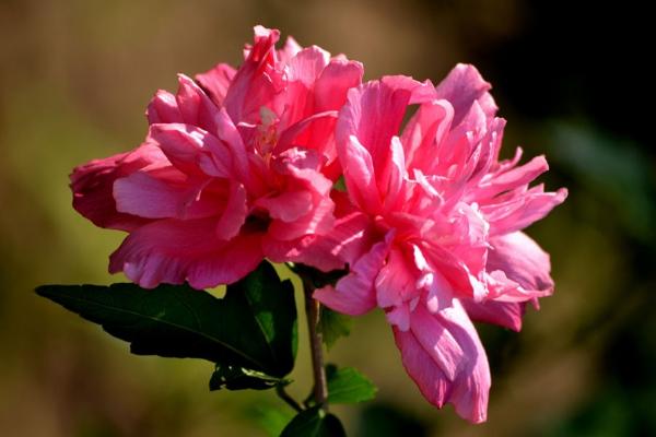 木槿和扶桑的區別是什么 木槿花的栽培技術