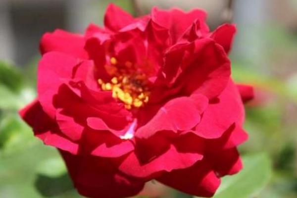 月季一年開幾次花 月季種子怎么種