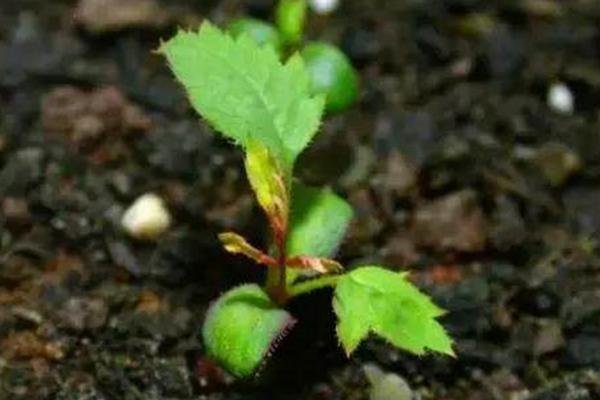 月季一年開幾次花 月季種子怎么種