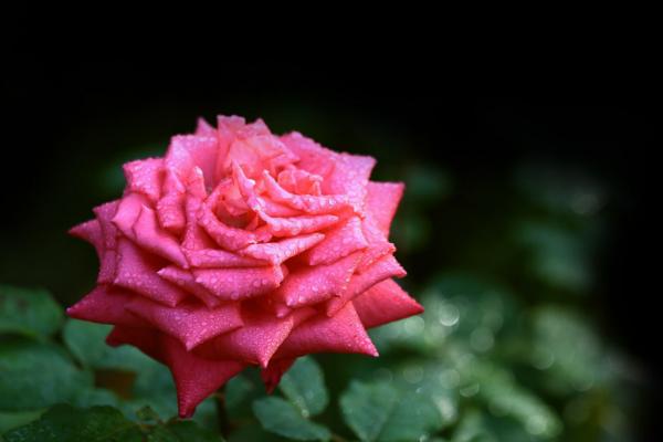 月季一年開幾次花 月季種子怎么種