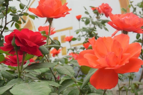 月季一年開幾次花 月季種子怎么種