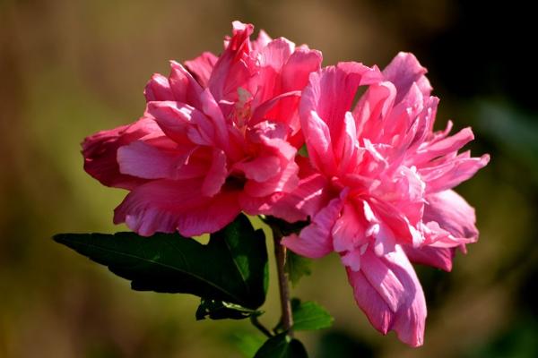 木槿什么時候開花 木槿花期是幾月 木槿花開是什么意思