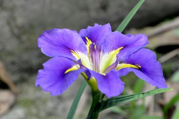 巴西鳶尾蘭怎么養 巴西鳶尾蘭養殖方法與注意事項