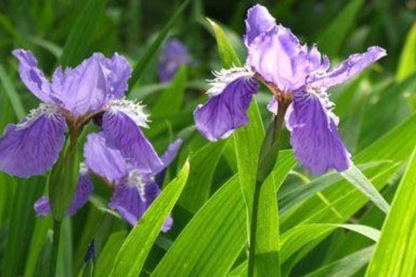 巴西鳶尾蘭怎么養 巴西鳶尾蘭養殖方法與注意事項