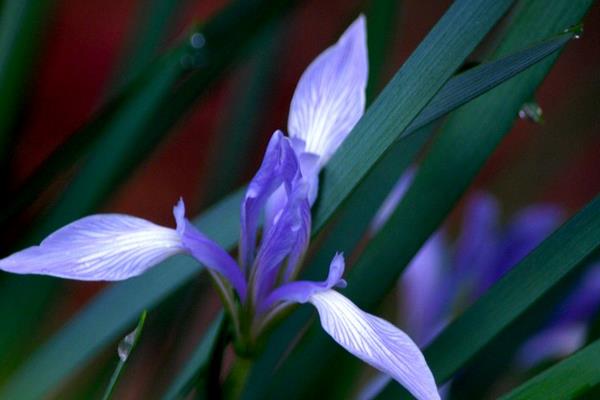 巴西鳶尾蘭怎么養 巴西鳶尾蘭養殖方法與注意事項