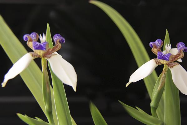 巴西鳶尾蘭怎么養 巴西鳶尾蘭養殖方法與注意事項