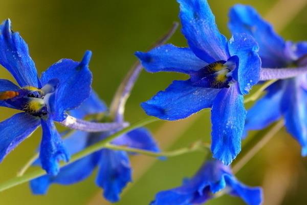 巴西鳶尾蘭怎么養 巴西鳶尾蘭養殖方法與注意事項