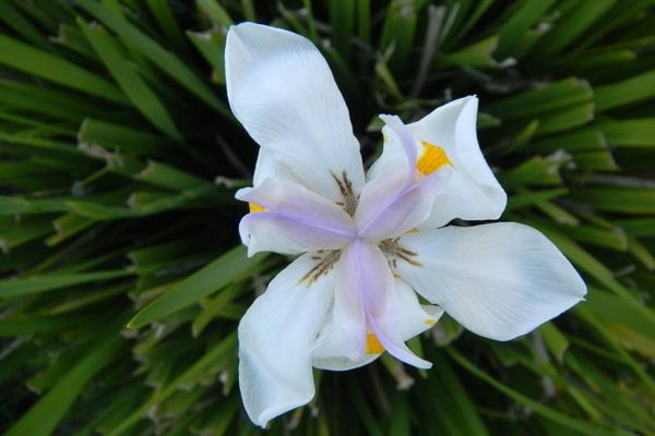 巴西鳶尾蘭怎么養 巴西鳶尾蘭養殖方法與注意事項
