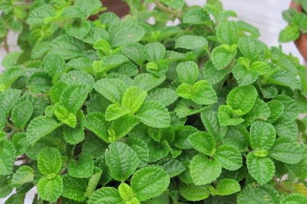 吸毒草和綠蘿哪個吸甲醛效果好 吸毒草簡介