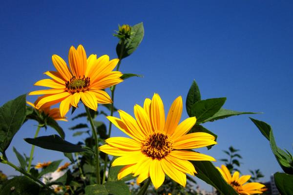 菊芋怎么種 菊芋種植方法與注意事項