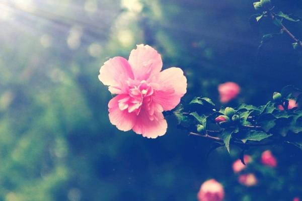 木槿昔年是什么意思 木槿昔年類似的句子