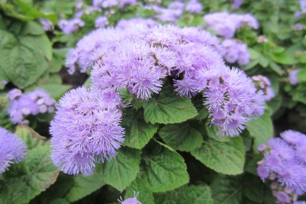 藿香薊種子市場價格多少錢一斤 藿香薊的養殖方法和注意事項