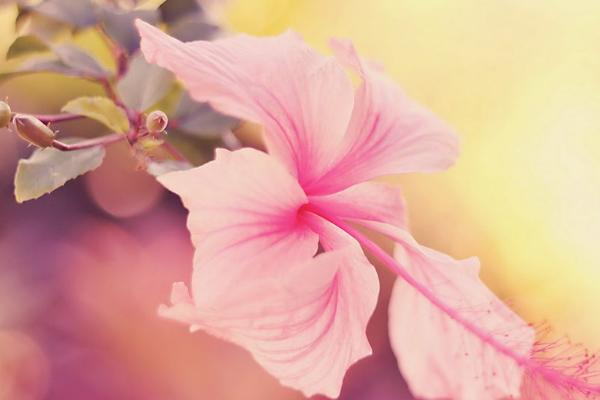 木槿昔年是什么意思 木槿昔年類似的句子