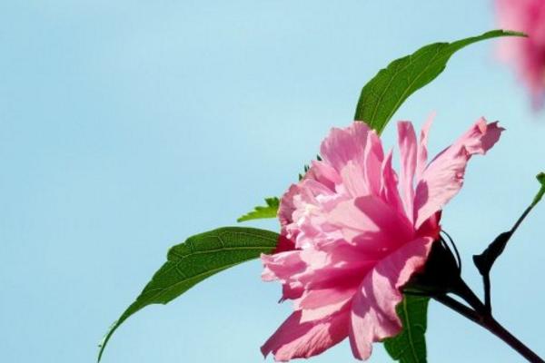 木槿昔年是什么意思 木槿昔年類似的句子