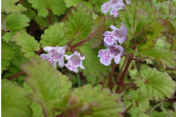 活血丹功效與作用及禁忌 活血丹藥用價值