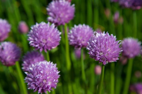 藿香薊種子市場價格多少錢一斤 藿香薊的養殖方法和注意事項