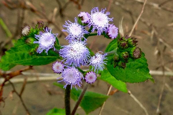 藿香薊種子市場價格多少錢一斤 藿香薊的養殖方法和注意事項