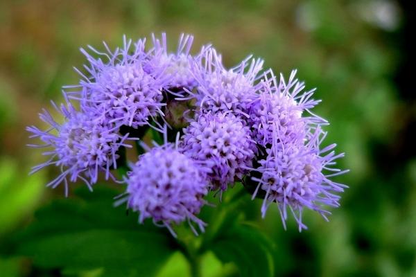 藿香薊種子市場價格多少錢一斤 藿香薊的養殖方法和注意事項