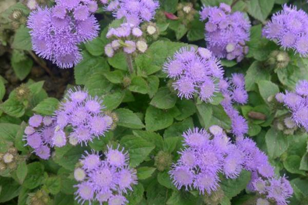 藿香薊種子市場價格多少錢一斤 藿香薊的養殖方法和注意事項