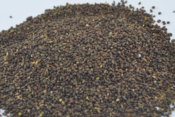 藿香薊種子市場價格多少錢一斤 藿香薊的養殖方法和注意事項