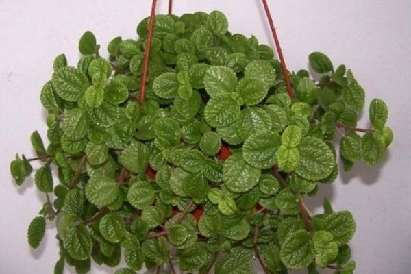 吸毒草吸甲醛嗎 吸毒草能凈化空氣嗎