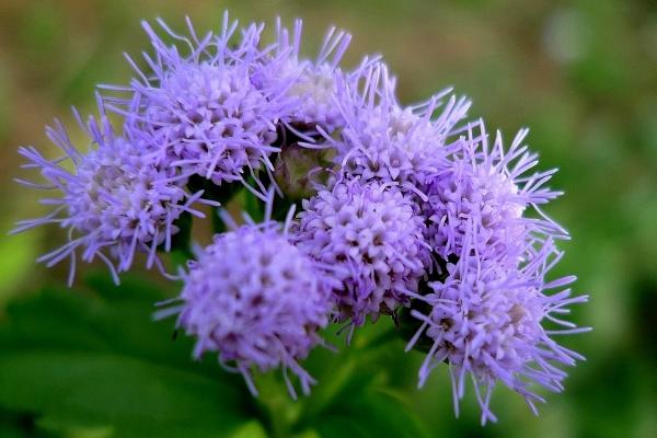 藿香薊功效與作用及禁忌 藿香薊藥用價值