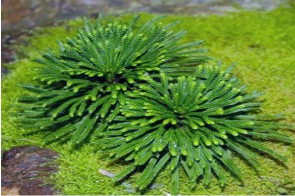 卷柏盆景怎么做好看 卷柏開(kāi)花嗎