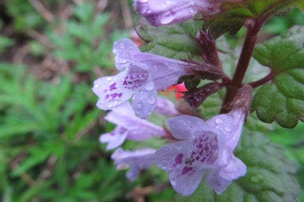 活血丹怎么種 活血丹種植方法與注意事項