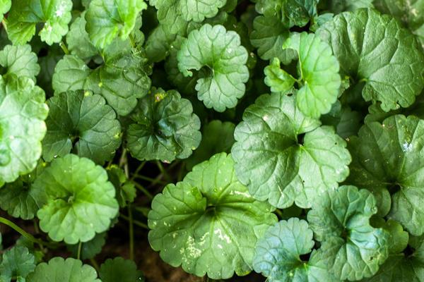 活血丹怎么種 活血丹種植方法與注意事項