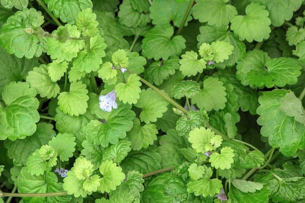 活血丹怎么種 活血丹種植方法與注意事項