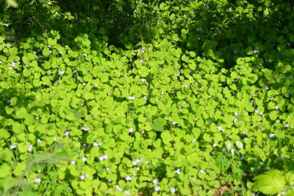 活血丹怎么種 活血丹種植方法與注意事項