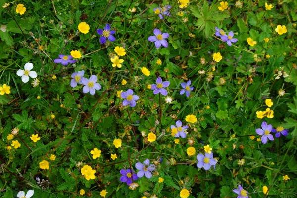 活血丹怎么種 活血丹種植方法與注意事項